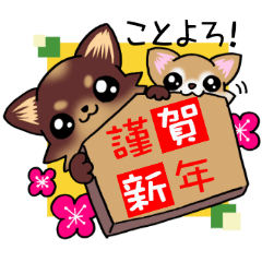 Chocolate color puppy's New year!