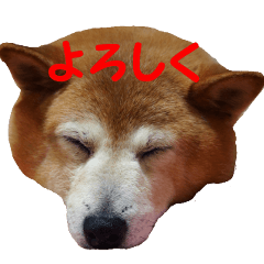 Shiba inu MOMO chan the third as well 39