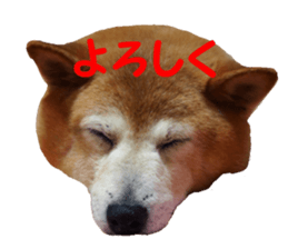 Shiba inu MOMO chan the third as well 39 sticker #13566158