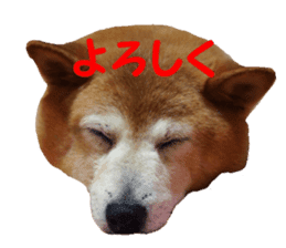 Shiba inu MOMO chan the third as well 39 sticker #13566158