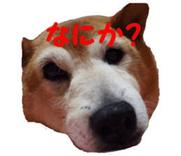 Shiba inu MOMO chan the third as well 39 sticker #13566159