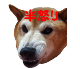Shiba inu MOMO chan the third as well 39 sticker #13566160