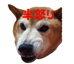 Shiba inu MOMO chan the third as well 39 sticker #13566160