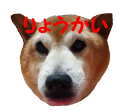 Shiba inu MOMO chan the third as well 39 sticker #13566161