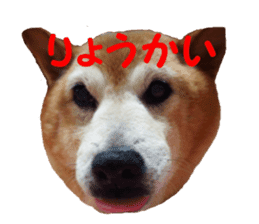 Shiba inu MOMO chan the third as well 39 sticker #13566161