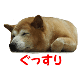 Shiba inu MOMO chan the third as well 39 sticker #13566162