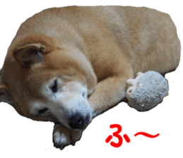 Shiba inu MOMO chan the third as well 39 sticker #13566163