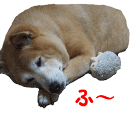 Shiba inu MOMO chan the third as well 39 sticker #13566163