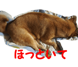 Shiba inu MOMO chan the third as well 39 sticker #13566164