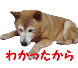 Shiba inu MOMO chan the third as well 39 sticker #13566165