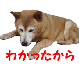 Shiba inu MOMO chan the third as well 39 sticker #13566165