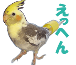 cockatiel, puu sticker #13567048