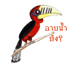 Picky Hornbill sticker #13567415