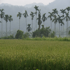 Cheng Cheng landscape photos