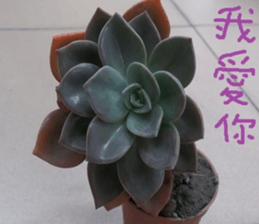 Cheng Cheng landscape photos sticker #13569958