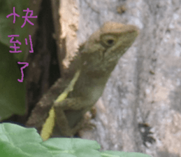 Cheng Cheng landscape photos sticker #13569964