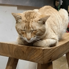 Leisure is a lot of cats