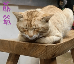 Leisure is a lot of cats sticker #13570190