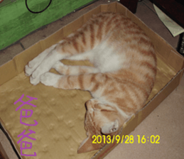 Leisure is a lot of cats sticker #13570192