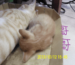 Leisure is a lot of cats sticker #13570194