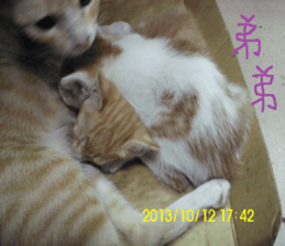 Leisure is a lot of cats sticker #13570195