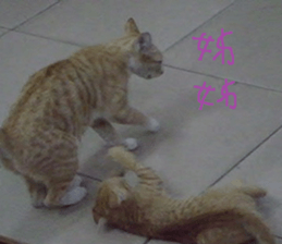 Leisure is a lot of cats sticker #13570196