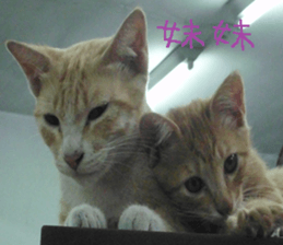 Leisure is a lot of cats sticker #13570197