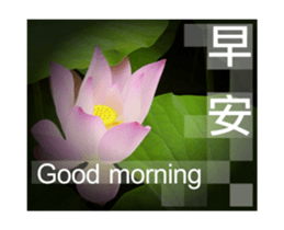 Photo sticker 1 sticker #13570504