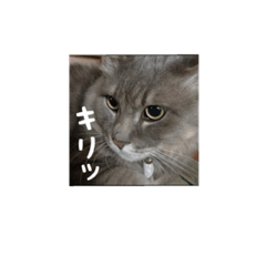 My cat Shizumi
