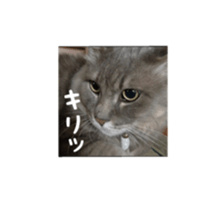 My cat Shizumi sticker #13571199