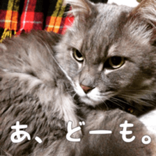 My cat Shizumi sticker #13571200
