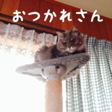 My cat Shizumi sticker #13571201