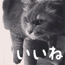 My cat Shizumi sticker #13571202