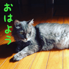 My cat Shizumi sticker #13571203