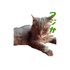 My cat Shizumi sticker #13571204