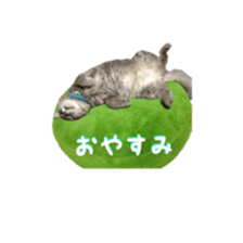 My cat Shizumi sticker #13571205