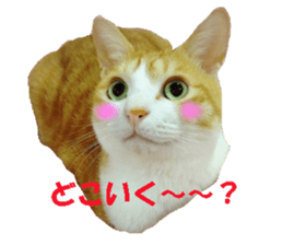 Crazy cats! sticker #13573070