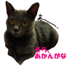 Crazy cats! sticker #13573071