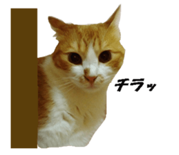 Crazy cats! sticker #13573072