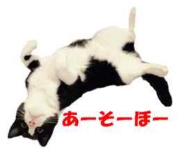 Crazy cats! sticker #13573073