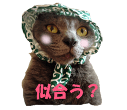 Crazy cats! sticker #13573074