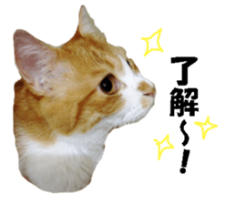 Crazy cats! sticker #13573075