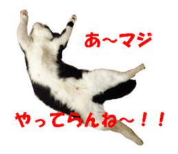 Crazy cats! sticker #13573076