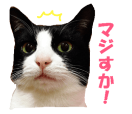 Crazy cats! sticker #13573077