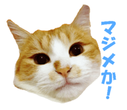 Crazy cats! sticker #13573079