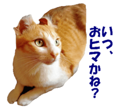 Crazy cats! sticker #13573080