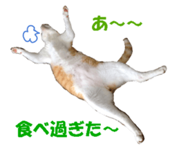 Crazy cats! sticker #13573081