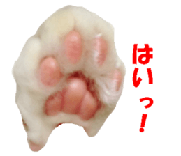 Crazy cats! sticker #13573082