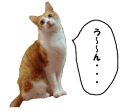 Crazy cats! sticker #13573083