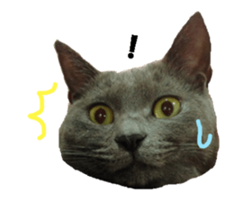 Crazy cats! sticker #13573084